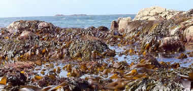 Major €14 million European Initiative to Develop the Potential of Seaweed as Biofuel-image